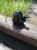 Звонок для электросамоката Ninebot by Segway KickScooter ES1, ES2, ES3, ES4